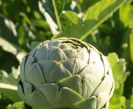 洋蓟：地中海的神秘“莲花”兼食物