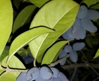 夜晚 公园里的桂子分外紫