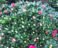 花花世界