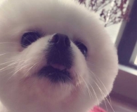 剪成这样我好难过