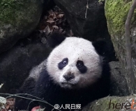 熊猫咬合力仅次于北极熊，而它，居然靠卖萌为生！