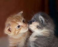 猫咪说，这个时候是要闭上眼睛的