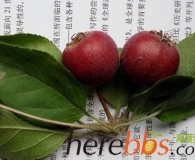 你们帮我鉴定下，这什么什么果子
