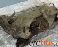 最古老的牛肉想吃么：9300年前的野牛木乃伊，西伯利亚发现的