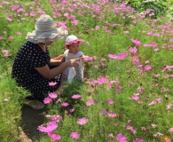 万家花海