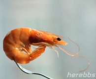白水煮大虾