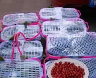 西昌小樱桃 不是 山东大樱桃品种