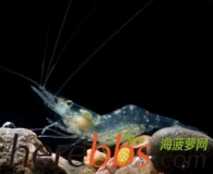 令人震惊的海洋神奇生物 herebbs推荐