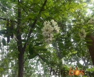 舌尖上的野味：野外采蘑菇，摘槐花 堪比舌尖上的中国 herebbs推荐
